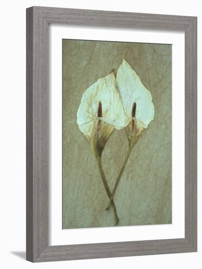 Two Dried Flowerheads of Arum or Calla Lily or Zantedeschia Aethiopica Crowborough Lying-Den Reader-Framed Photographic Print