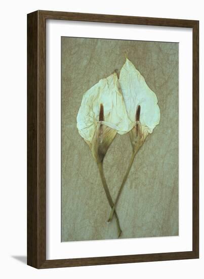 Two Dried Flowerheads of Arum or Calla Lily or Zantedeschia Aethiopica Crowborough Lying-Den Reader-Framed Photographic Print