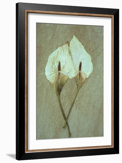 Two Dried Flowerheads of Arum or Calla Lily or Zantedeschia Aethiopica Crowborough Lying-Den Reader-Framed Photographic Print