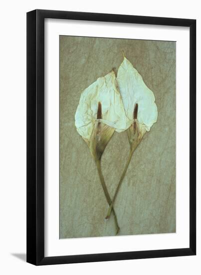 Two Dried Flowerheads of Arum or Calla Lily or Zantedeschia Aethiopica Crowborough Lying-Den Reader-Framed Photographic Print