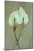 Two Dried Flowerheads of Arum or Calla Lily or Zantedeschia Aethiopica Crowborough Lying-Den Reader-Mounted Photographic Print