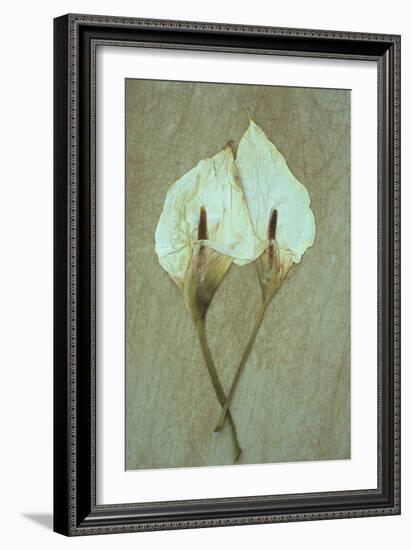 Two Dried Flowerheads of Arum or Calla Lily or Zantedeschia Aethiopica Crowborough Lying-Den Reader-Framed Photographic Print