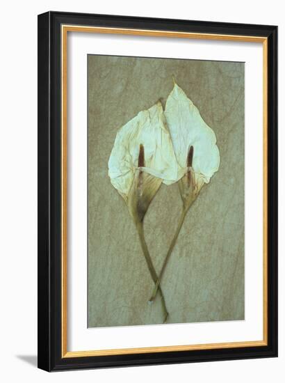 Two Dried Flowerheads of Arum or Calla Lily or Zantedeschia Aethiopica Crowborough Lying-Den Reader-Framed Photographic Print