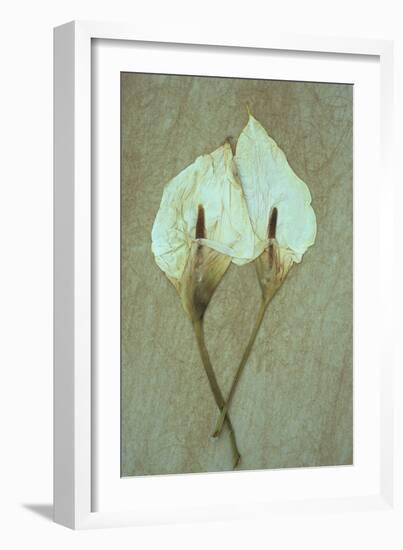 Two Dried Flowerheads of Arum or Calla Lily or Zantedeschia Aethiopica Crowborough Lying-Den Reader-Framed Premium Photographic Print