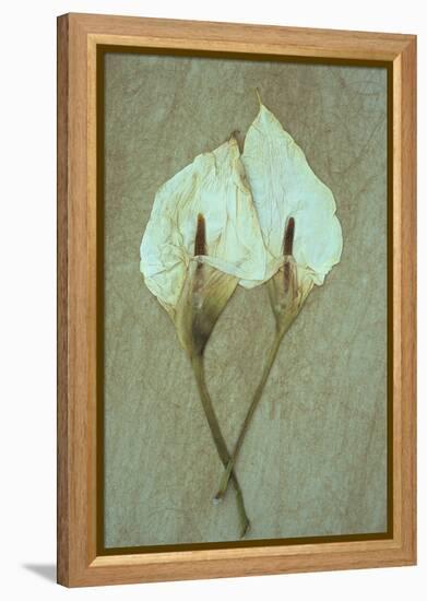 Two Dried Flowerheads of Arum or Calla Lily or Zantedeschia Aethiopica Crowborough Lying-Den Reader-Framed Premier Image Canvas