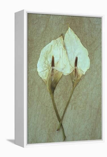 Two Dried Flowerheads of Arum or Calla Lily or Zantedeschia Aethiopica Crowborough Lying-Den Reader-Framed Premier Image Canvas