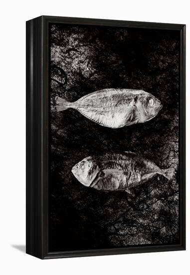 Two Dry Fishlying on a Piece of Elephant Paper-Torsten Richter-Framed Premier Image Canvas