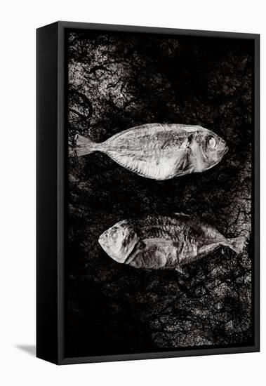 Two Dry Fishlying on a Piece of Elephant Paper-Torsten Richter-Framed Premier Image Canvas