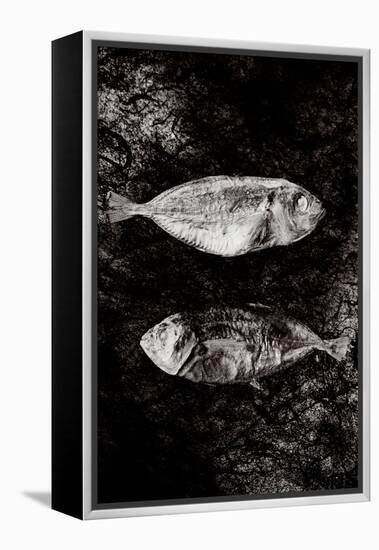 Two Dry Fishlying on a Piece of Elephant Paper-Torsten Richter-Framed Premier Image Canvas