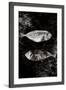 Two Dry Fishlying on a Piece of Elephant Paper-Torsten Richter-Framed Photographic Print