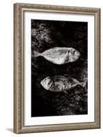Two Dry Fishlying on a Piece of Elephant Paper-Torsten Richter-Framed Photographic Print