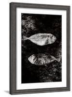 Two Dry Fishlying on a Piece of Elephant Paper-Torsten Richter-Framed Photographic Print