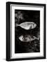 Two Dry Fishlying on a Piece of Elephant Paper-Torsten Richter-Framed Photographic Print
