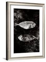 Two Dry Fishlying on a Piece of Elephant Paper-Torsten Richter-Framed Photographic Print