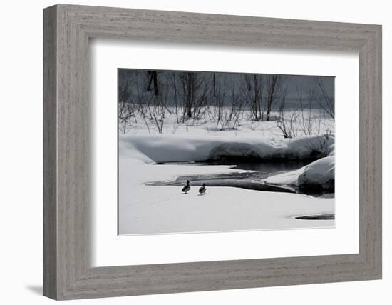 Two Ducks-Ursula Abresch-Framed Photographic Print