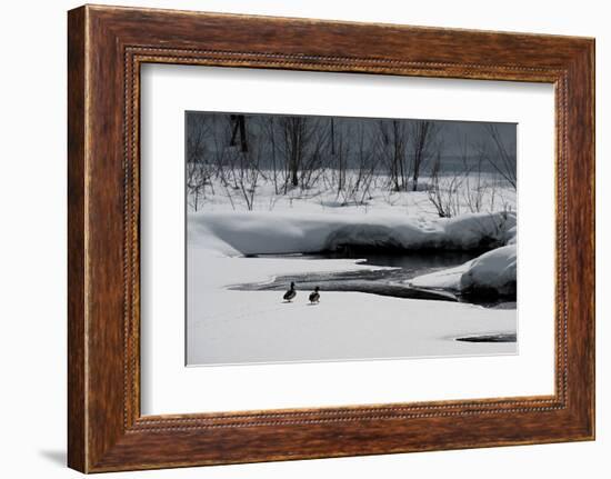 Two Ducks-Ursula Abresch-Framed Photographic Print