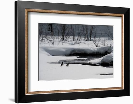 Two Ducks-Ursula Abresch-Framed Photographic Print
