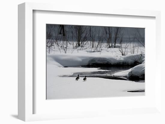 Two Ducks-Ursula Abresch-Framed Photographic Print