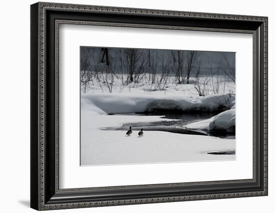 Two Ducks-Ursula Abresch-Framed Photographic Print