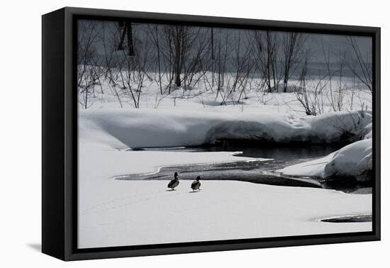 Two Ducks-Ursula Abresch-Framed Premier Image Canvas