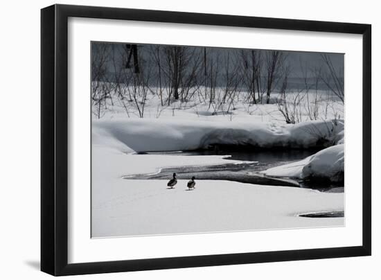 Two Ducks-Ursula Abresch-Framed Photographic Print