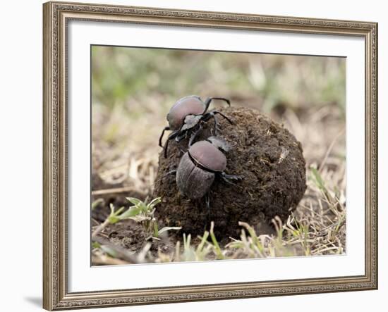 Two Dung Beetles Atop a Ball of Dung, Serengeti National Park, Tanzania, East Africa, Africa-James Hager-Framed Photographic Print