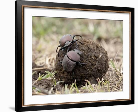 Two Dung Beetles Atop a Ball of Dung, Serengeti National Park, Tanzania, East Africa, Africa-James Hager-Framed Photographic Print