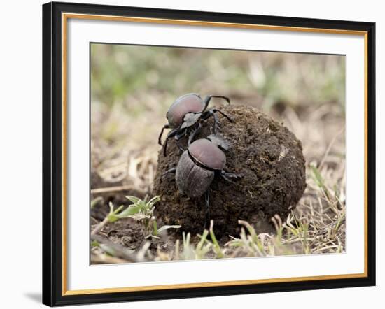 Two Dung Beetles Atop a Ball of Dung, Serengeti National Park, Tanzania, East Africa, Africa-James Hager-Framed Photographic Print