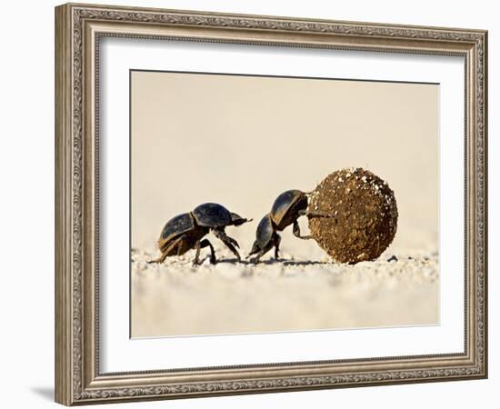 Two Dung Beetles Rolling a Dung Ball, Addo Elephant National Park, South Africa, Africa-James Hager-Framed Photographic Print