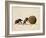 Two Dung Beetles Rolling a Dung Ball, Addo Elephant National Park, South Africa, Africa-James Hager-Framed Photographic Print