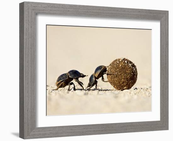 Two Dung Beetles Rolling a Dung Ball, Addo Elephant National Park, South Africa, Africa-James Hager-Framed Photographic Print