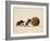 Two Dung Beetles Rolling a Dung Ball, Addo Elephant National Park, South Africa, Africa-James Hager-Framed Photographic Print