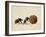 Two Dung Beetles Rolling a Dung Ball, Addo Elephant National Park, South Africa, Africa-James Hager-Framed Photographic Print