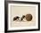 Two Dung Beetles Rolling a Dung Ball, Addo Elephant National Park, South Africa, Africa-James Hager-Framed Photographic Print