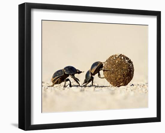 Two Dung Beetles Rolling a Dung Ball, Addo Elephant National Park, South Africa, Africa-James Hager-Framed Photographic Print