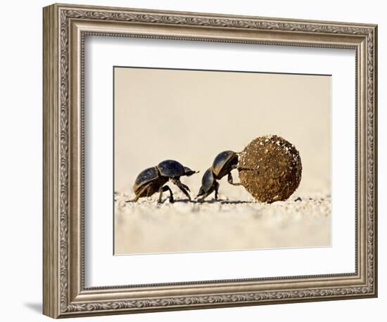 Two Dung Beetles Rolling a Dung Ball, Addo Elephant National Park, South Africa, Africa-James Hager-Framed Photographic Print