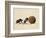 Two Dung Beetles Rolling a Dung Ball, Addo Elephant National Park, South Africa, Africa-James Hager-Framed Photographic Print