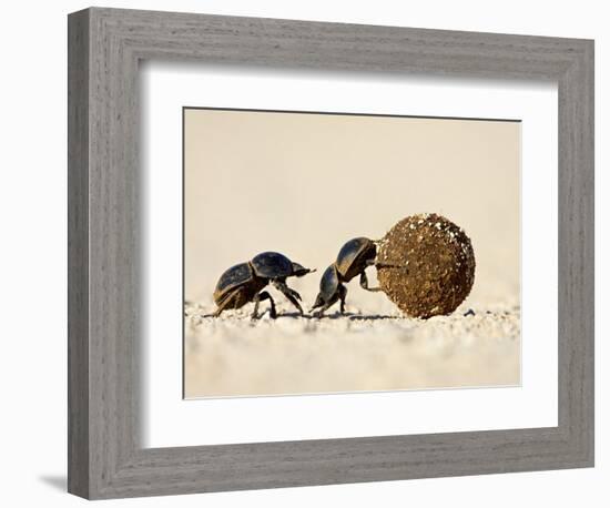 Two Dung Beetles Rolling a Dung Ball, Addo Elephant National Park, South Africa, Africa-James Hager-Framed Photographic Print