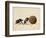 Two Dung Beetles Rolling a Dung Ball, Addo Elephant National Park, South Africa, Africa-James Hager-Framed Photographic Print