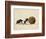 Two Dung Beetles Rolling a Dung Ball, Addo Elephant National Park, South Africa, Africa-James Hager-Framed Photographic Print
