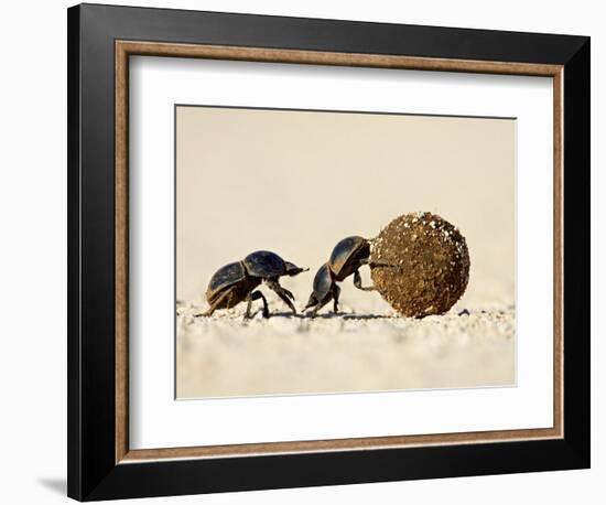 Two Dung Beetles Rolling a Dung Ball, Addo Elephant National Park, South Africa, Africa-James Hager-Framed Photographic Print