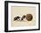 Two Dung Beetles Rolling a Dung Ball, Addo Elephant National Park, South Africa, Africa-James Hager-Framed Photographic Print