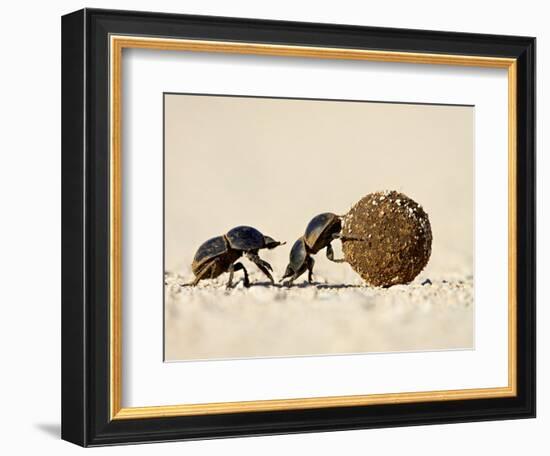 Two Dung Beetles Rolling a Dung Ball, Addo Elephant National Park, South Africa, Africa-James Hager-Framed Photographic Print