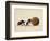 Two Dung Beetles Rolling a Dung Ball, Addo Elephant National Park, South Africa, Africa-James Hager-Framed Photographic Print