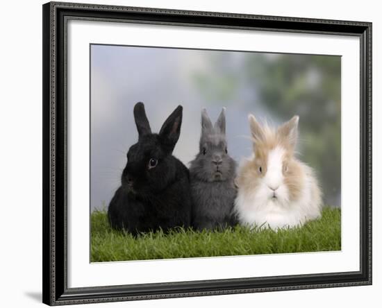 Two Dwarf Rabbits and a Lion-Maned Dwarf Rabbit-Petra Wegner-Framed Photographic Print