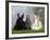 Two Dwarf Rabbits and a Lion-Maned Dwarf Rabbit-Petra Wegner-Framed Photographic Print