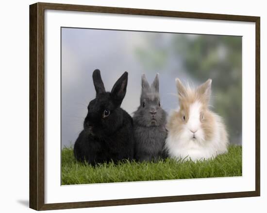 Two Dwarf Rabbits and a Lion-Maned Dwarf Rabbit-Petra Wegner-Framed Photographic Print