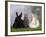 Two Dwarf Rabbits and a Lion-Maned Dwarf Rabbit-Petra Wegner-Framed Photographic Print