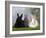 Two Dwarf Rabbits and a Lion-Maned Dwarf Rabbit-Petra Wegner-Framed Photographic Print