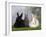 Two Dwarf Rabbits and a Lion-Maned Dwarf Rabbit-Petra Wegner-Framed Photographic Print